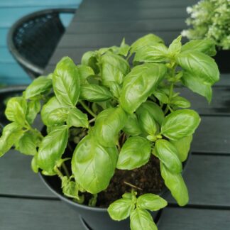 Semilla de albahaca aromatica