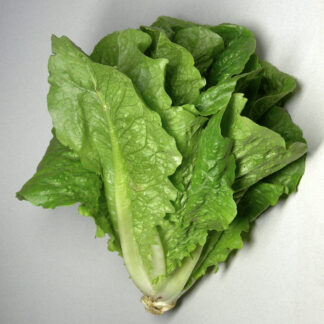Semilla de lechuga de hoja verde