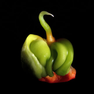Planta joven de pimiento rojo