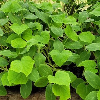 Planta joven de pepino