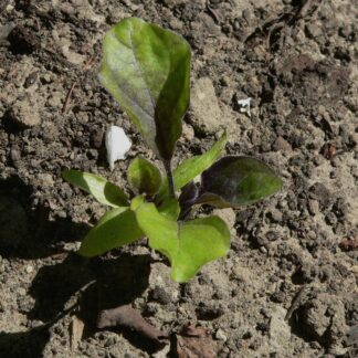 Planta joven de berenjena