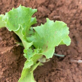Planta joven de lechuga