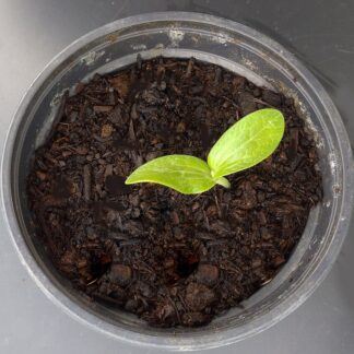 Planta joven de calabacin verde