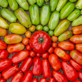 Semilla de tomate de caserio