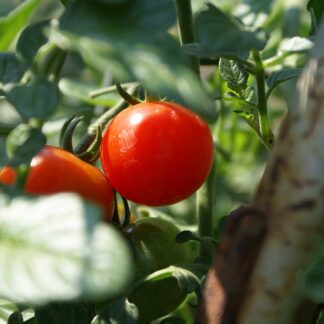 Semilla de tomate cherry