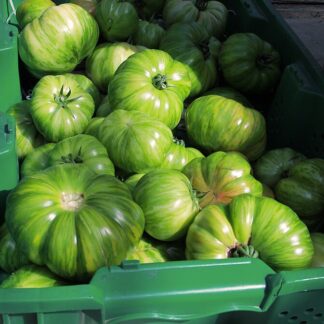 Semilla de tomate heirloom