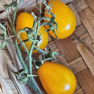 Semilla de tomate pera amarilla